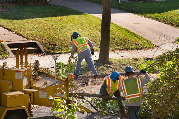 Tree Health Inspection